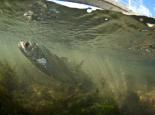 Underwater view of dace